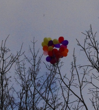 balloons in tree