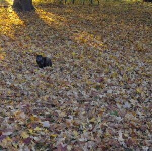 carpet of leaves and cat