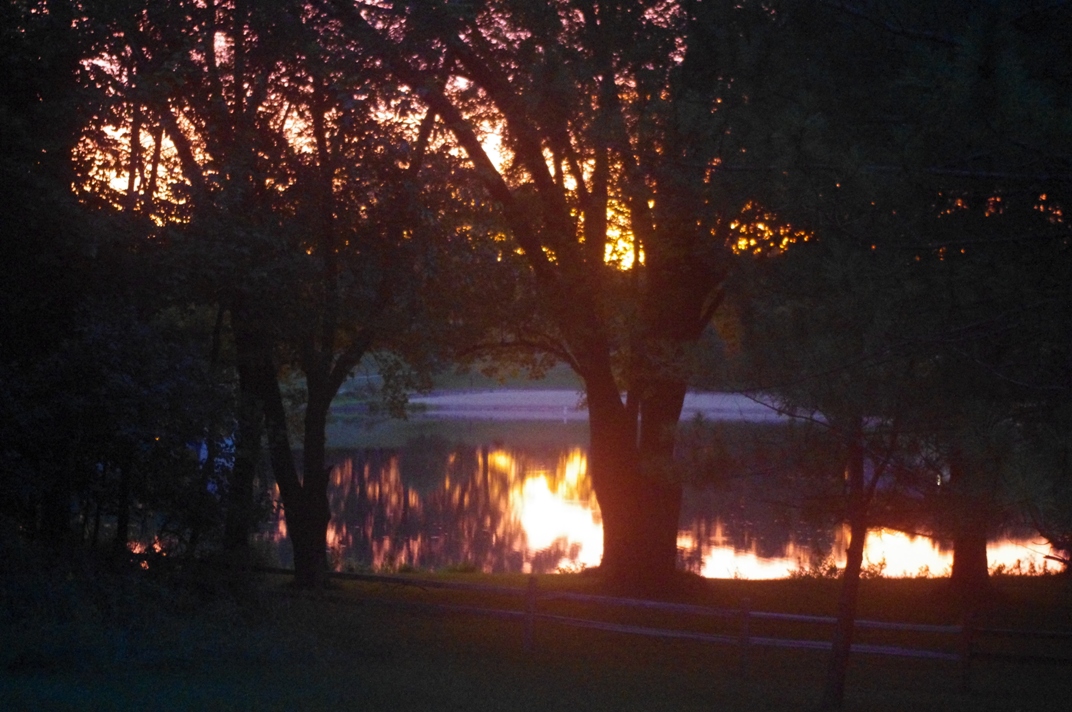 light through trees