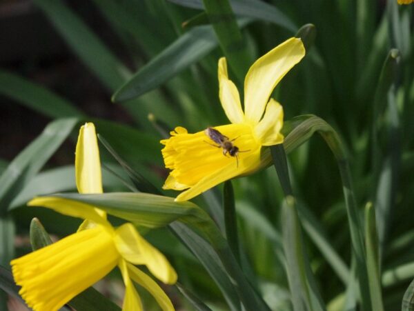 daffodil and bee