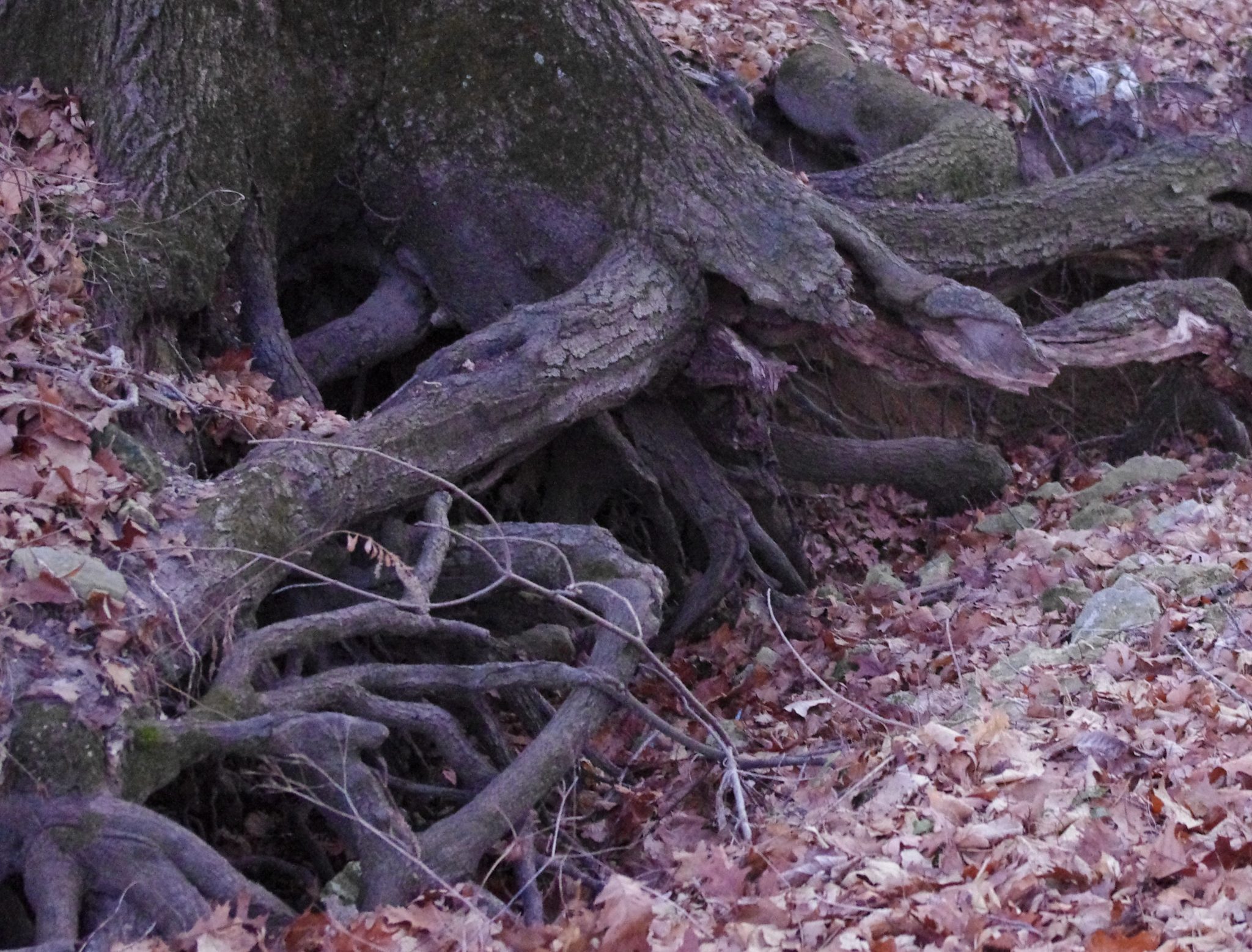 tangled roots Julie Sunne