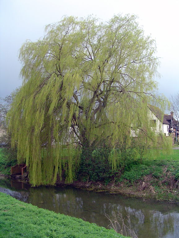 Weeping willow