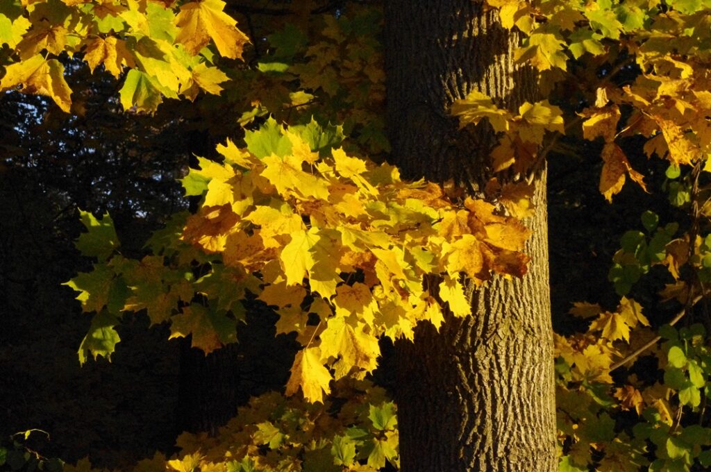 golden leaves