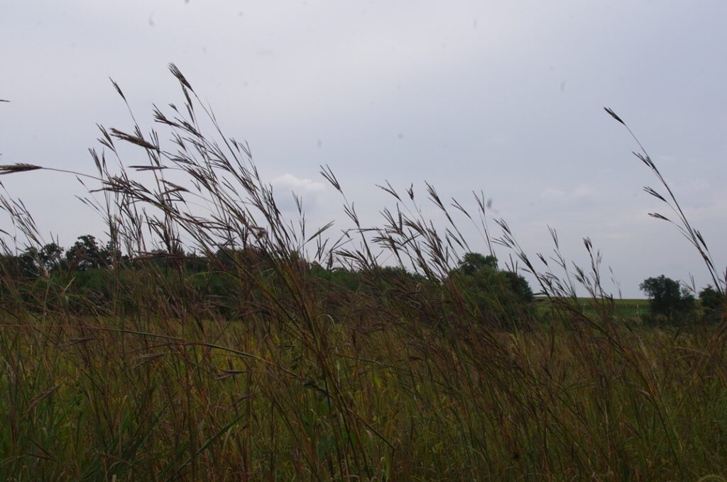 waving grass