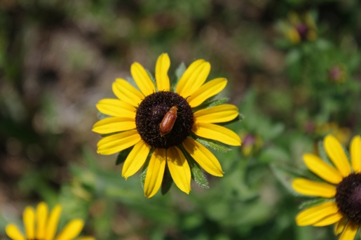 bug on daisy