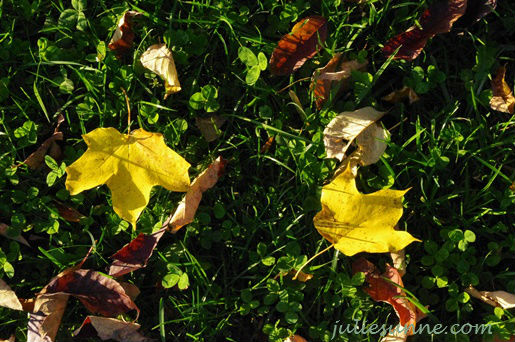 Fall leaves2