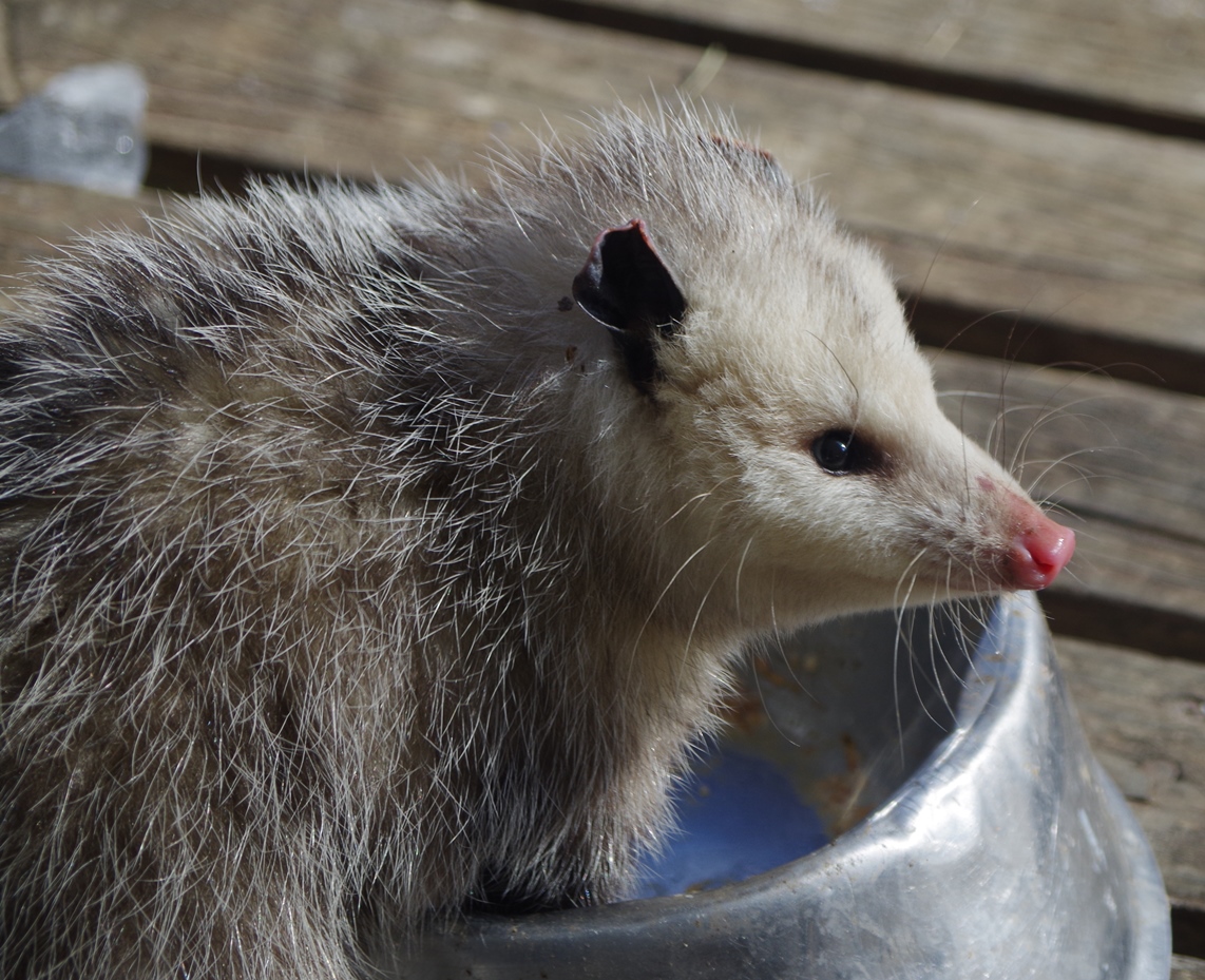 possum_visit