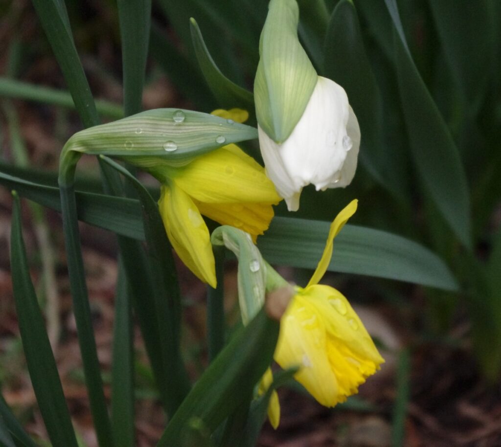 unfurling daffodils