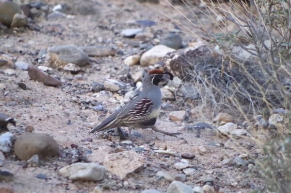 AZ Gambels quail