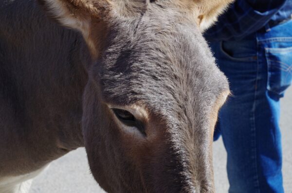 AZ burrohead Oatman