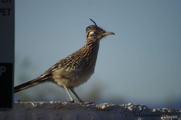 AZ roadrunner1