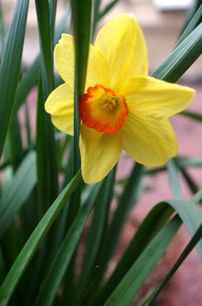 daffodil