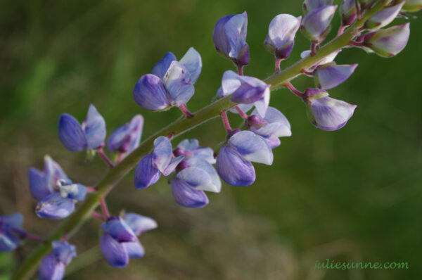 purple_flower_Pooh_Garden-