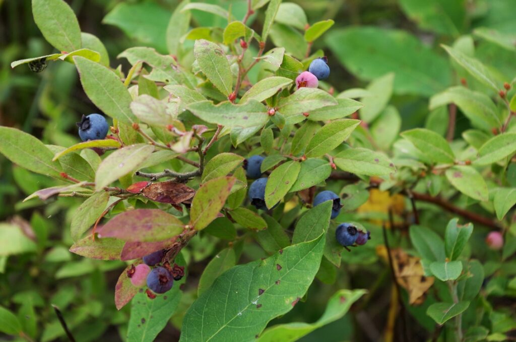 blueberries2-resized