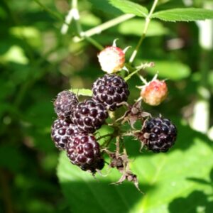 black_raspberries smaller