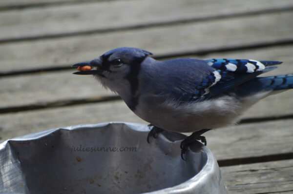 Blue Jay eating out of cat dish-