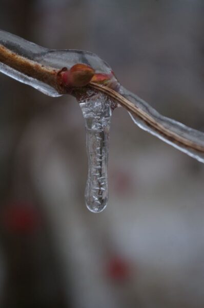 ice on bud-smaller